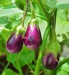 Brinjal - Image 2